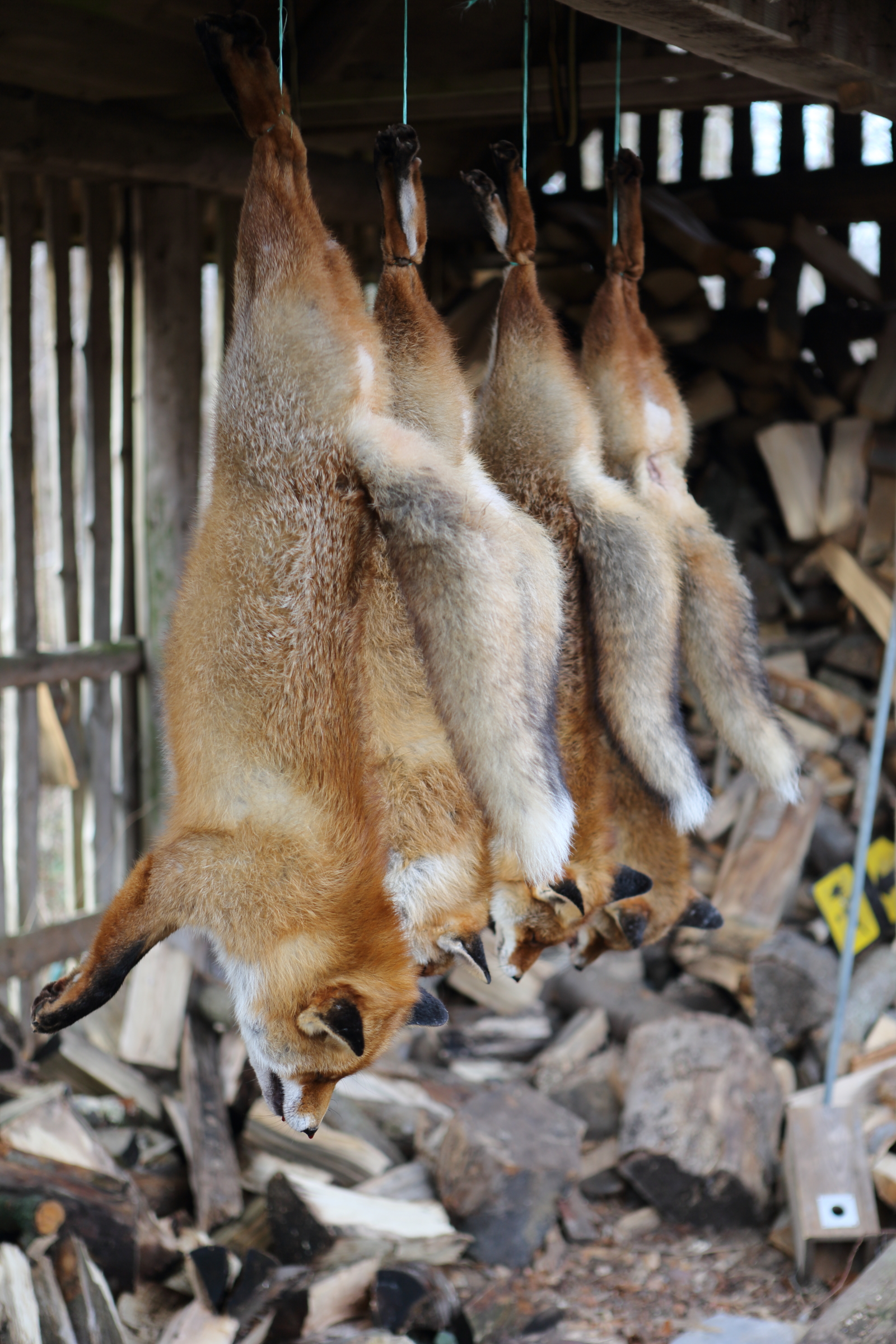 Regulering af ræv – Naturblokken