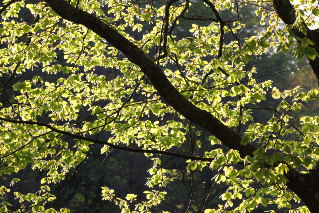 Bøg – Naturblokken