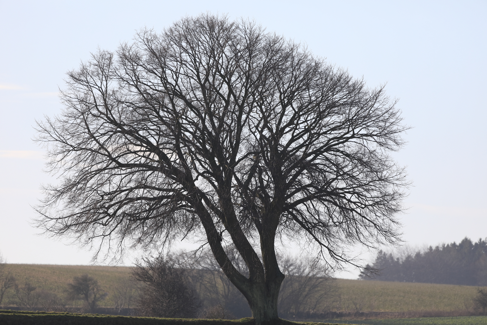 Lind – Naturblokken