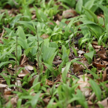 Arum familien herunder dansk ingefær – Naturblokken