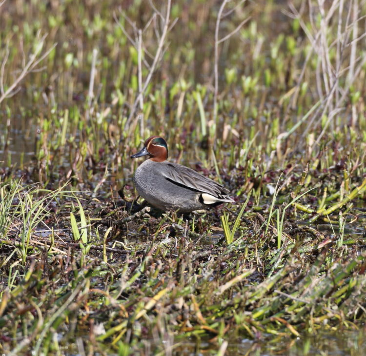 Krikand – Naturblokken