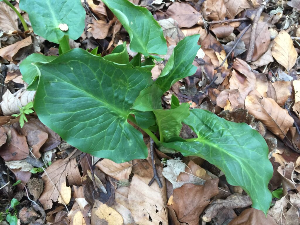 Arum familien herunder dansk ingefær – Naturblokken