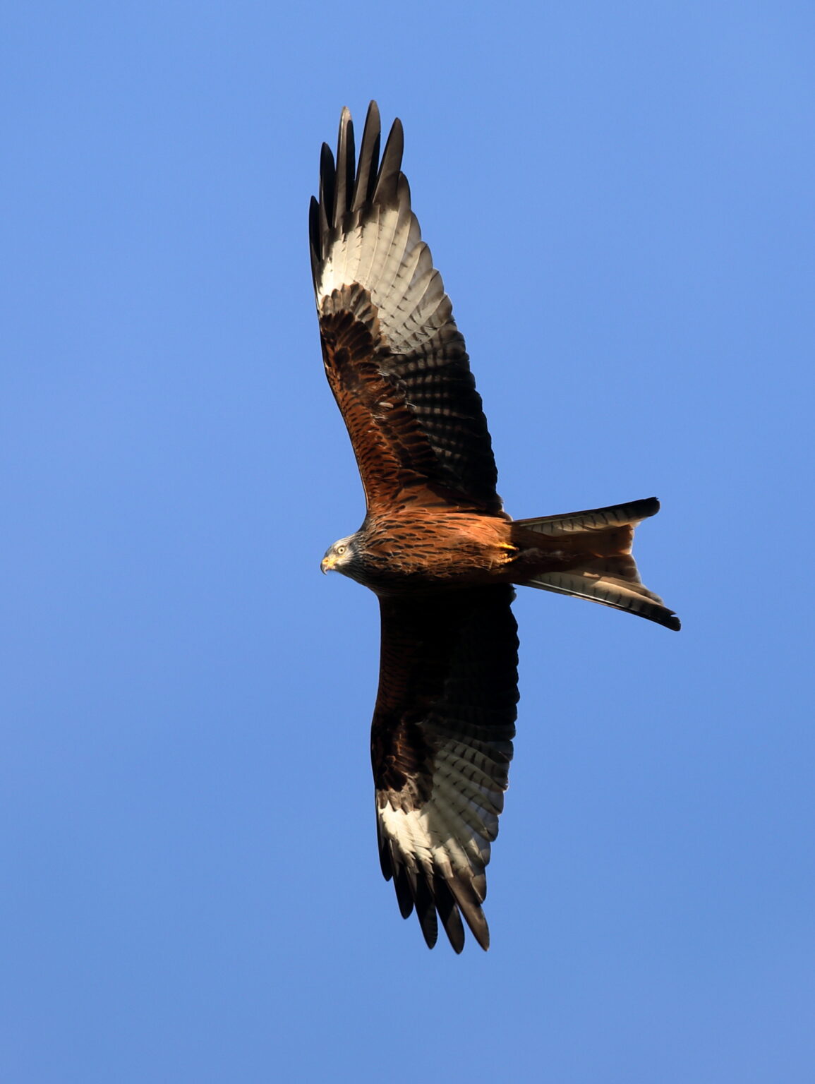 Danmarks grib, Rød Glente – Naturblokken